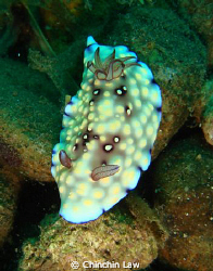 lumpy chromodoris at Ankermi Bay, Maumere by Chinchin Law 